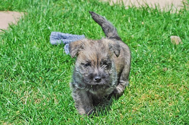 Fynn als Welpe 052.jpg